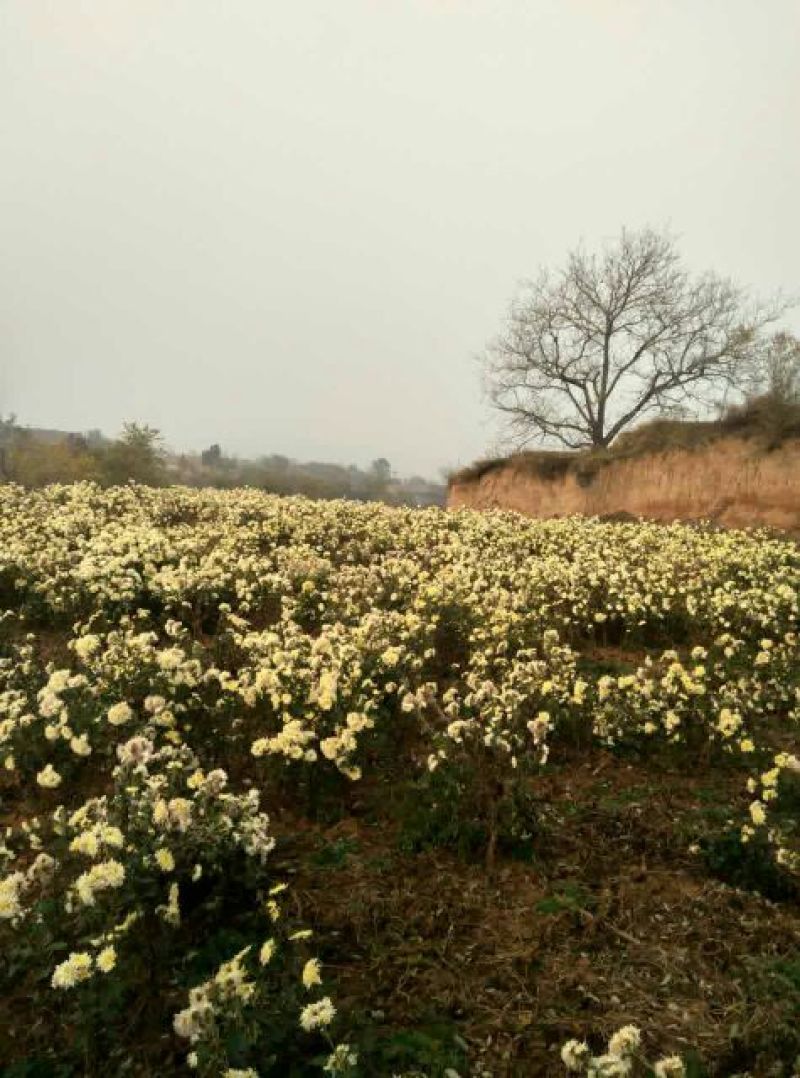 药用菊花散装