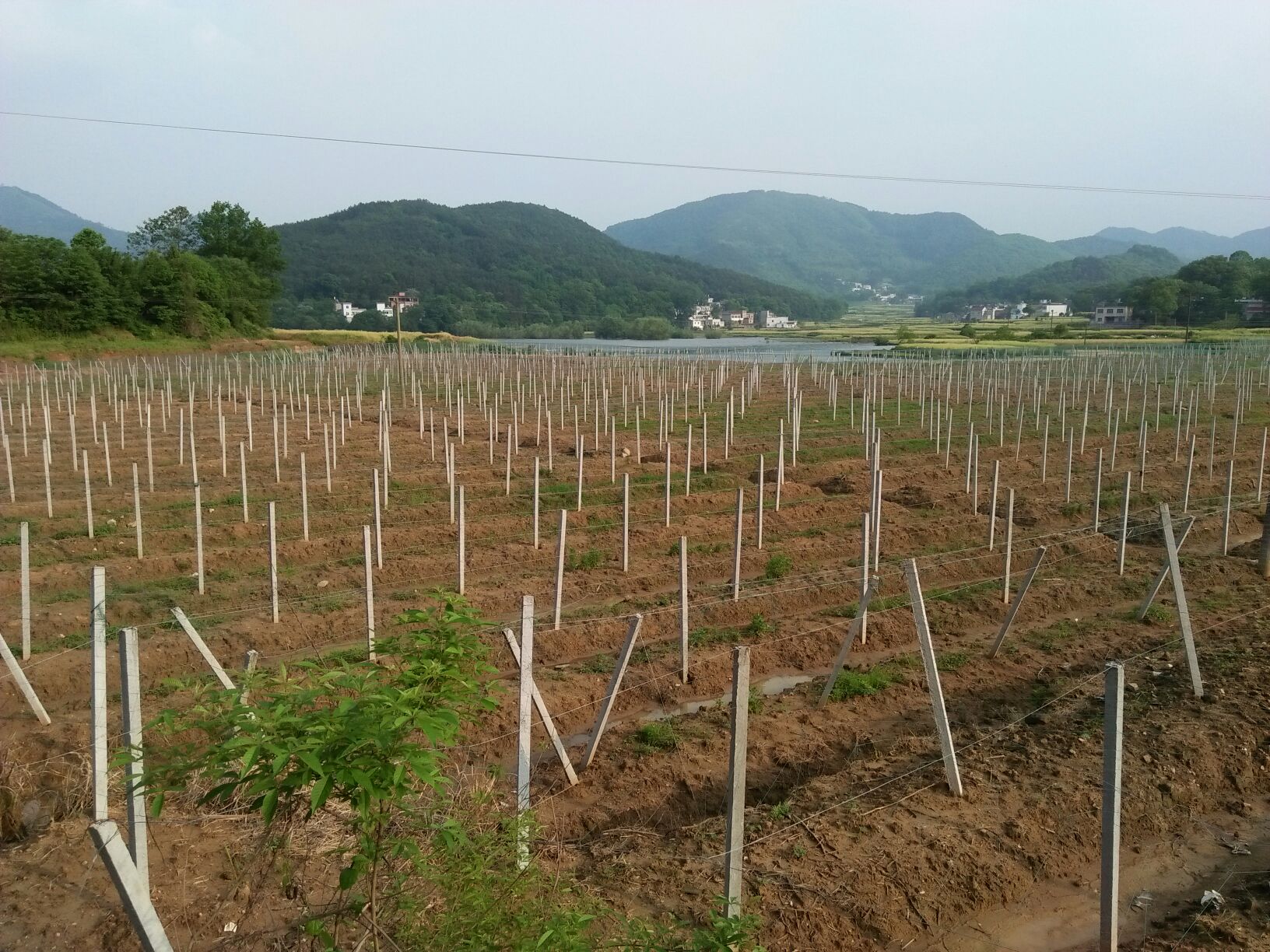 安徽岳西茶叶图片展示图片