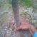 3公分台农芒果苗1~1.5m裸根树干包薄膜苗成活率高