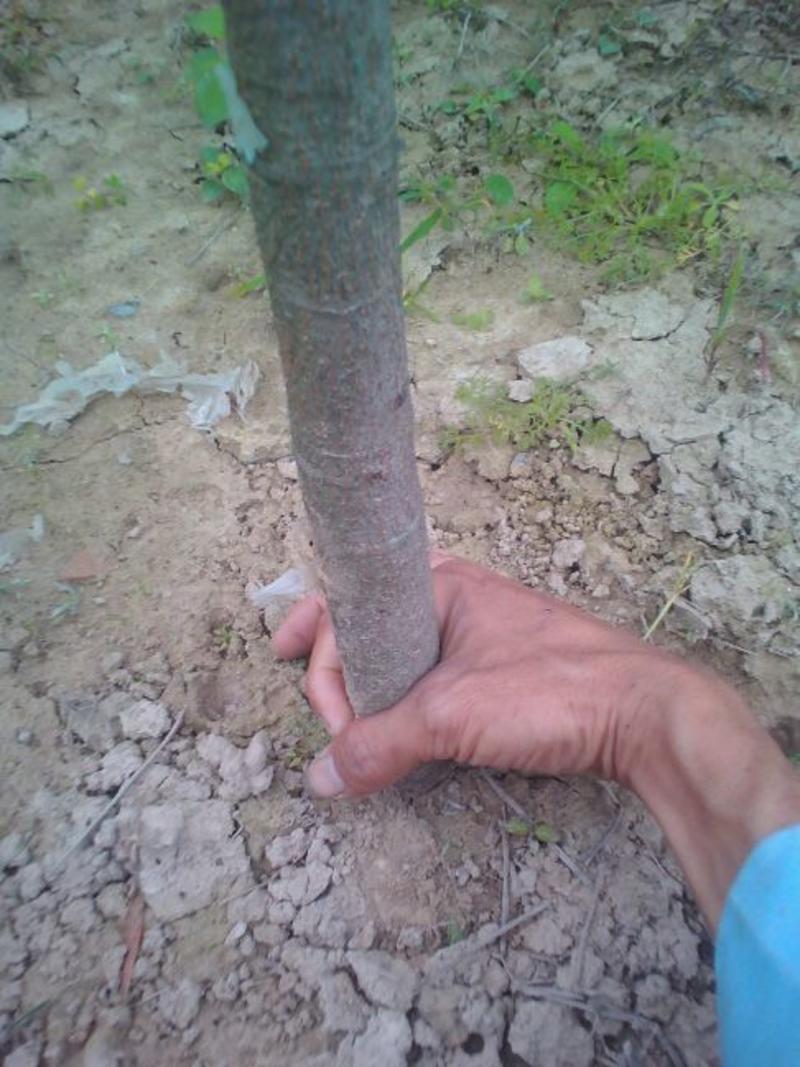 3公分台农芒果苗1~1.5m裸根树干包薄膜苗成活率高