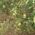 蒙山木瓜0.5~1斤