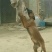 比特犬
