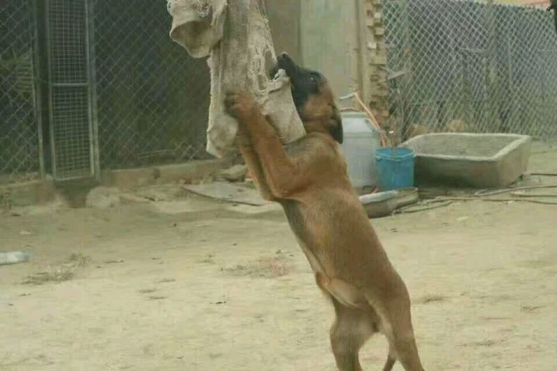 比特犬