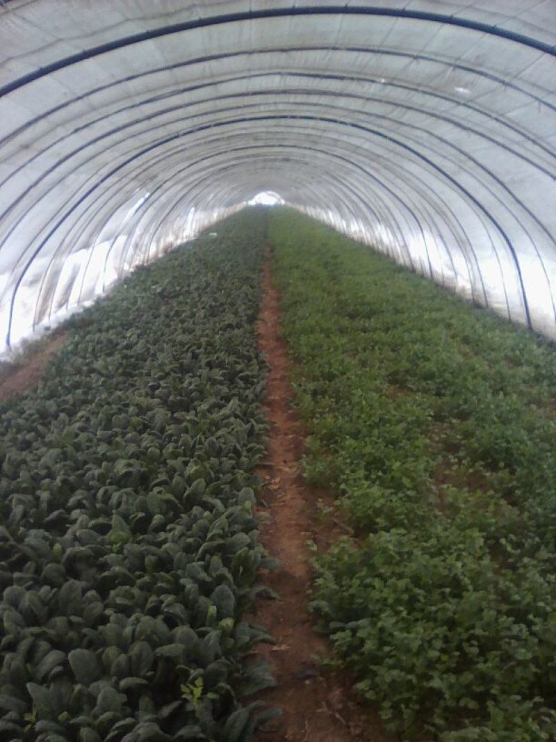 大叶菠菜15~20厘米