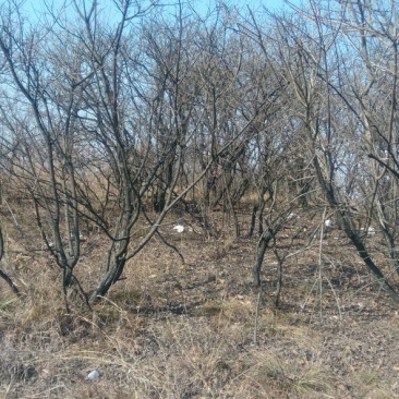 黄栌6~8cm3~3.5m
