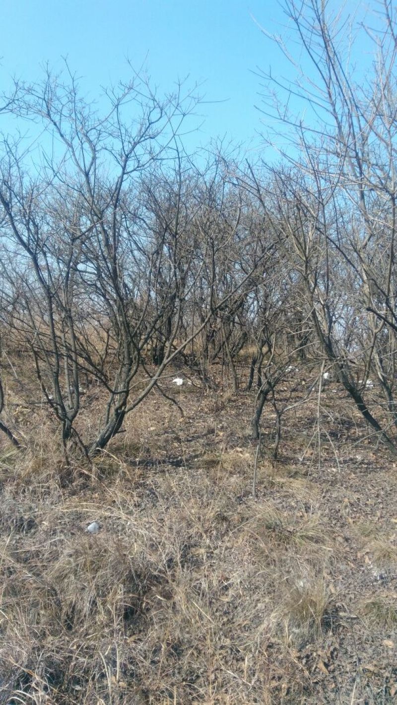 黄栌6~8cm3~3.5m