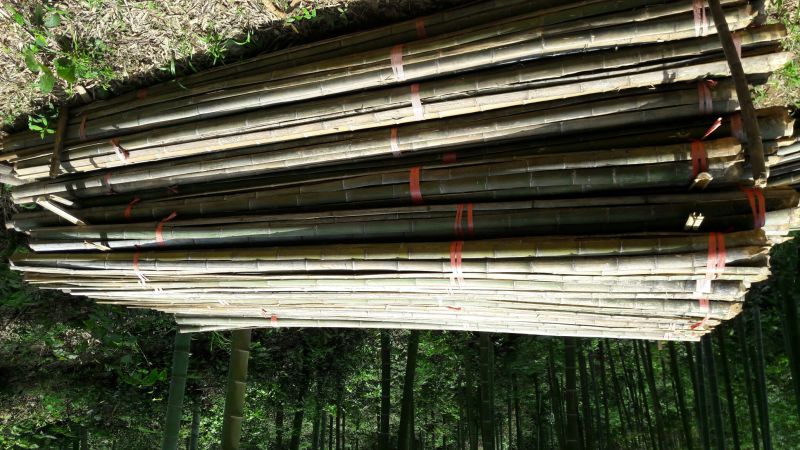 楠竹6cm以上6米以上