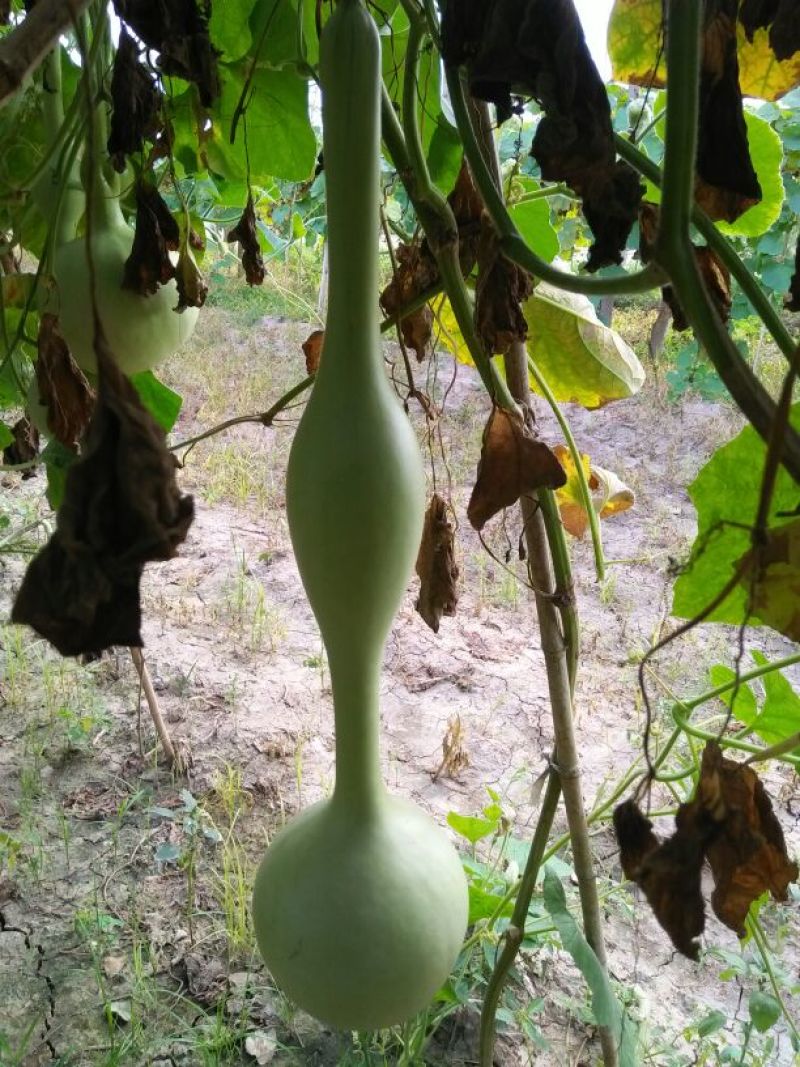 油锤葫芦35~45cm