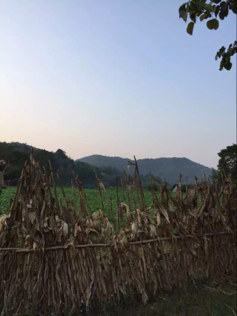 压榨菜籽油