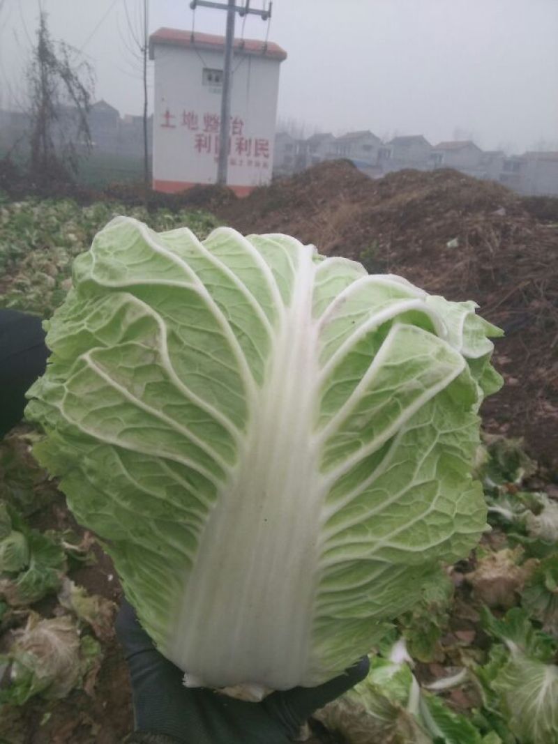 秦杂二号白菜4~6斤，色泽绿，口感好，现己大量上市