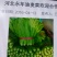 美冠15~20厘米以上
