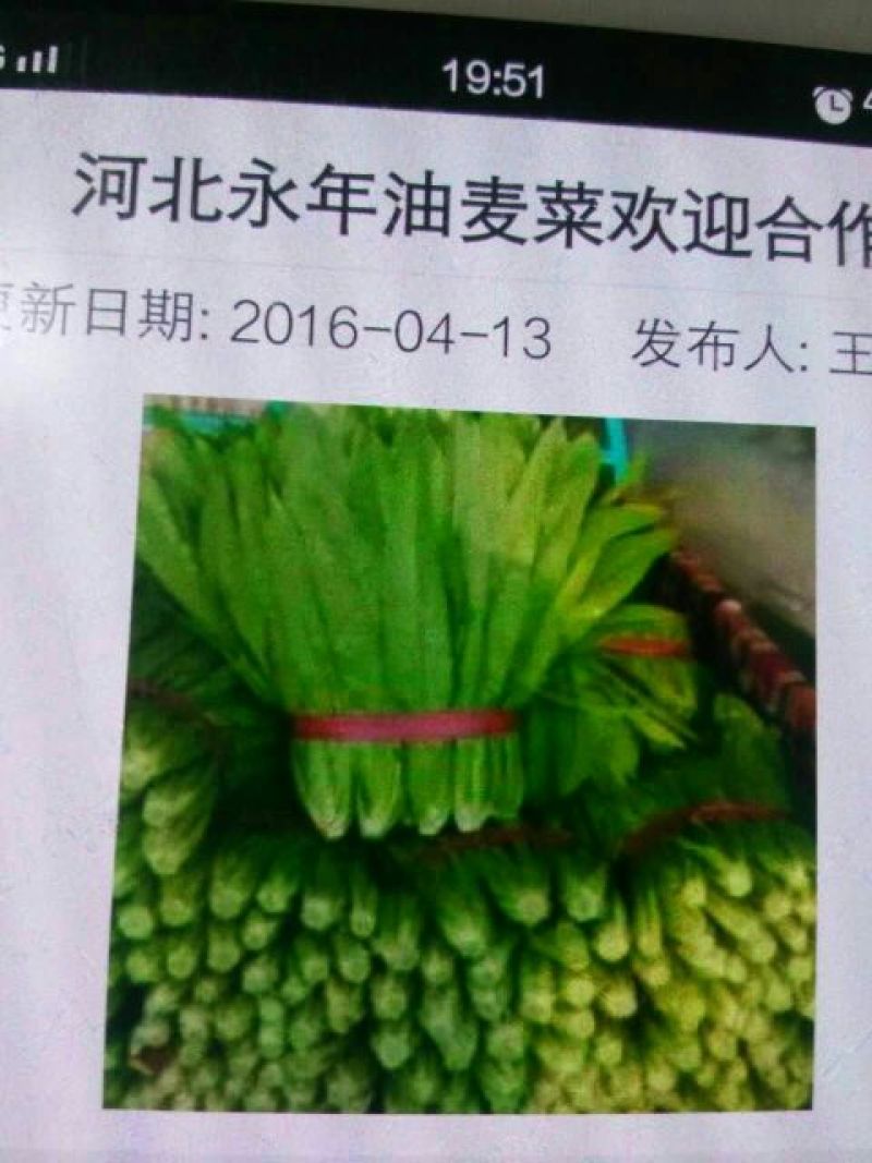 美冠15~20厘米以上