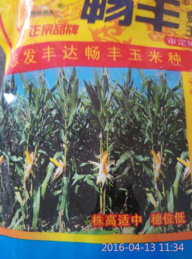 玉米种子