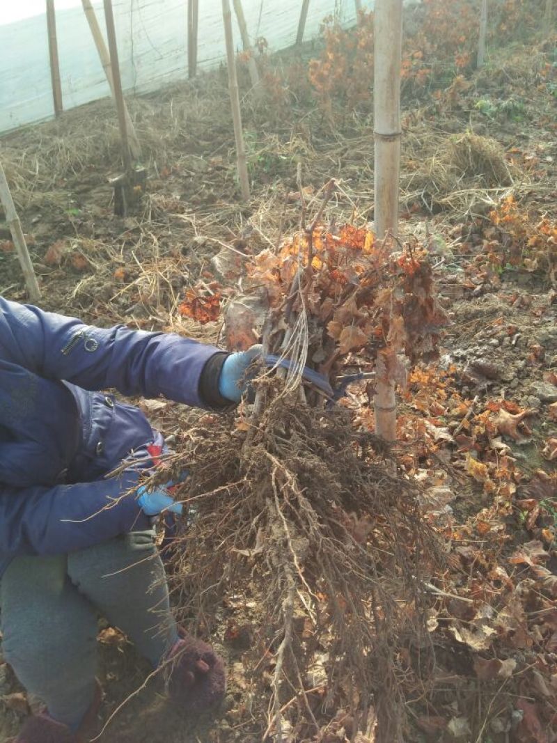 维多利亚葡萄苗1年30~50cm