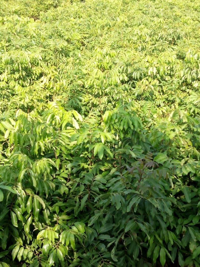 龙眼树苗优质嫁接龙眼品种苗。储良，石夹，四季龙眼