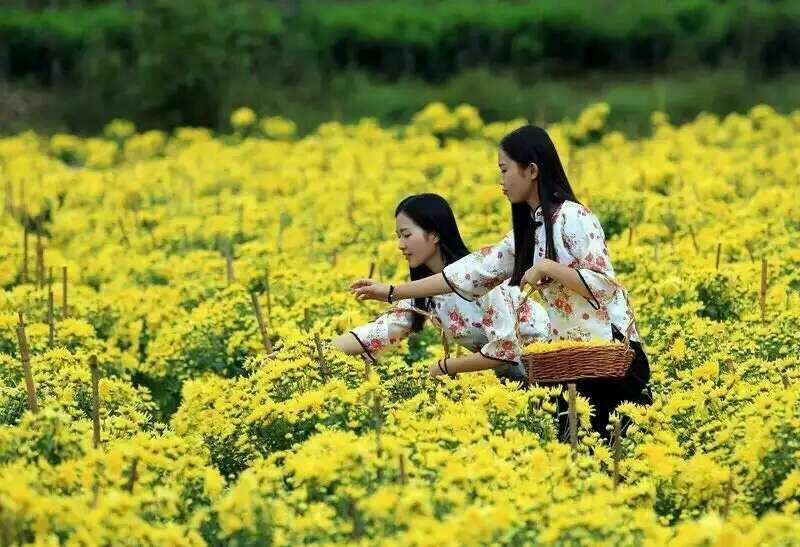 菊花茶