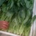 大叶菠菜25~30厘米