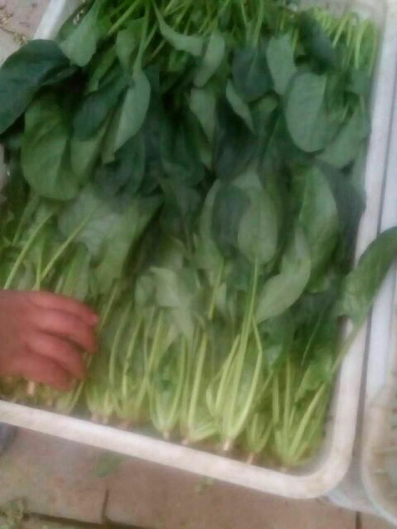 大叶菠菜25~30厘米