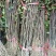花椒苗1~2年，花椒苗基地直销，大红袍花椒苗