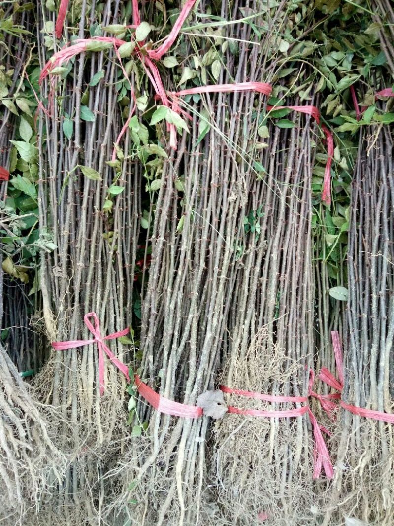花椒苗1~2年，花椒苗基地直销，大红袍花椒苗