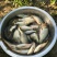 建鲤食用0.5~1公斤