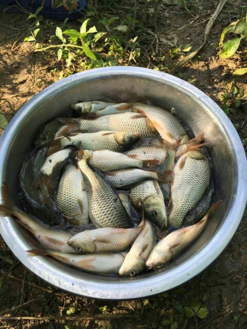 建鲤食用0.5~1公斤