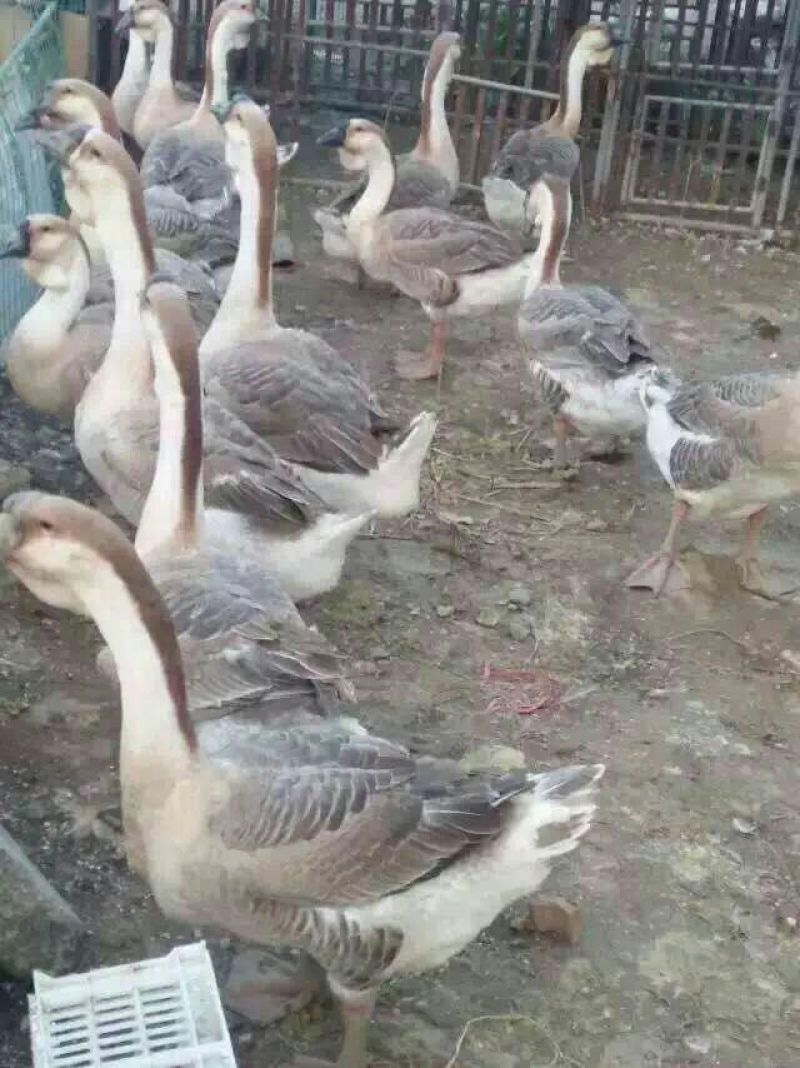 鹅苗250g以下