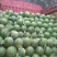 美都，8424西瓜8斤打底8成熟1茬
