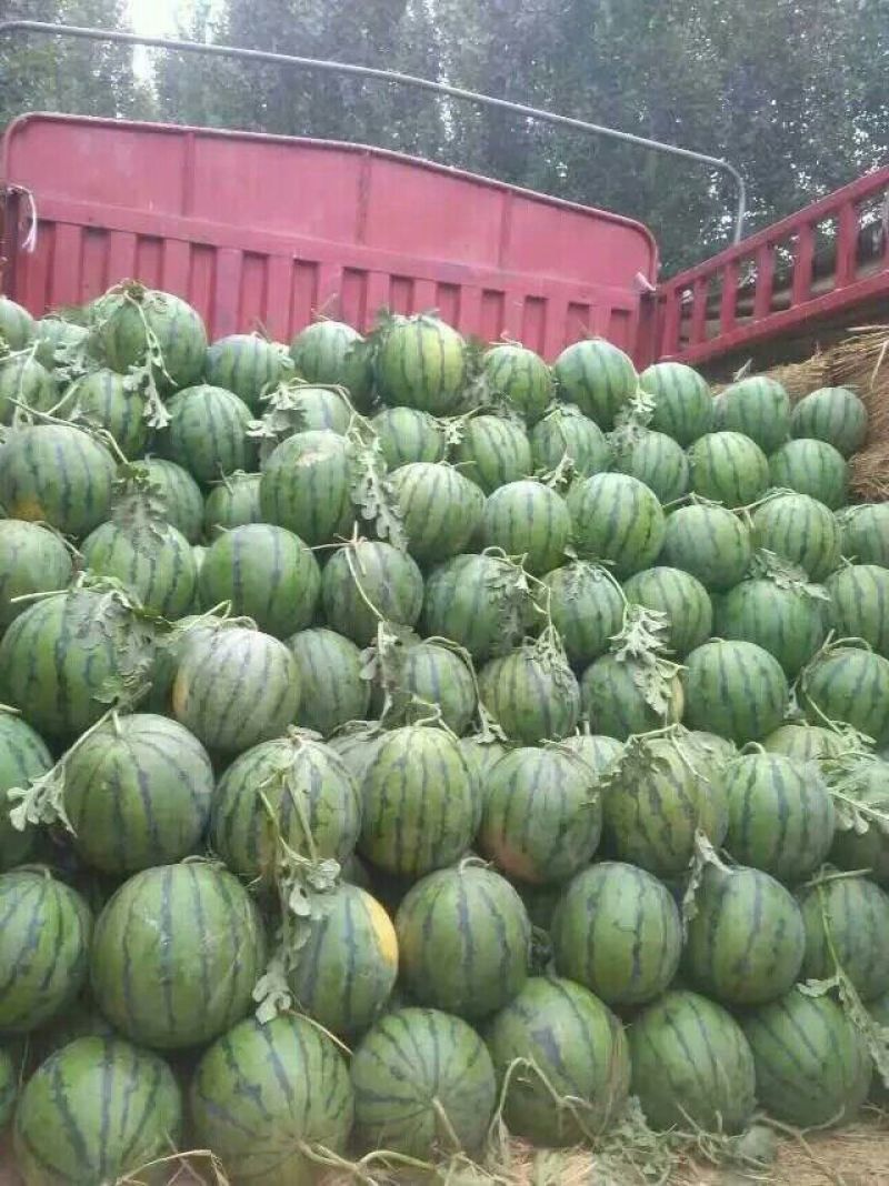 美都，8424西瓜8斤打底8成熟1茬