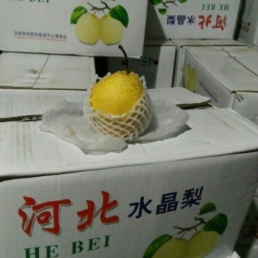 雪花梨400~450g纸袋