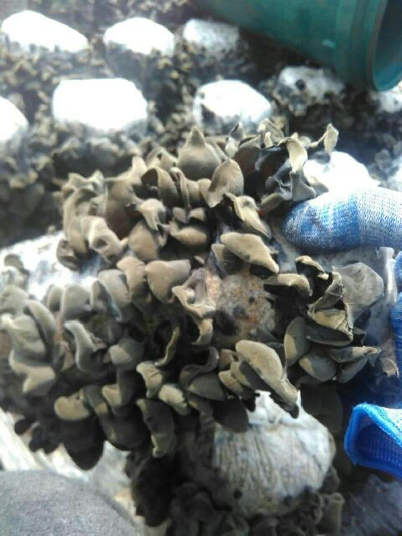 黑木耳一级