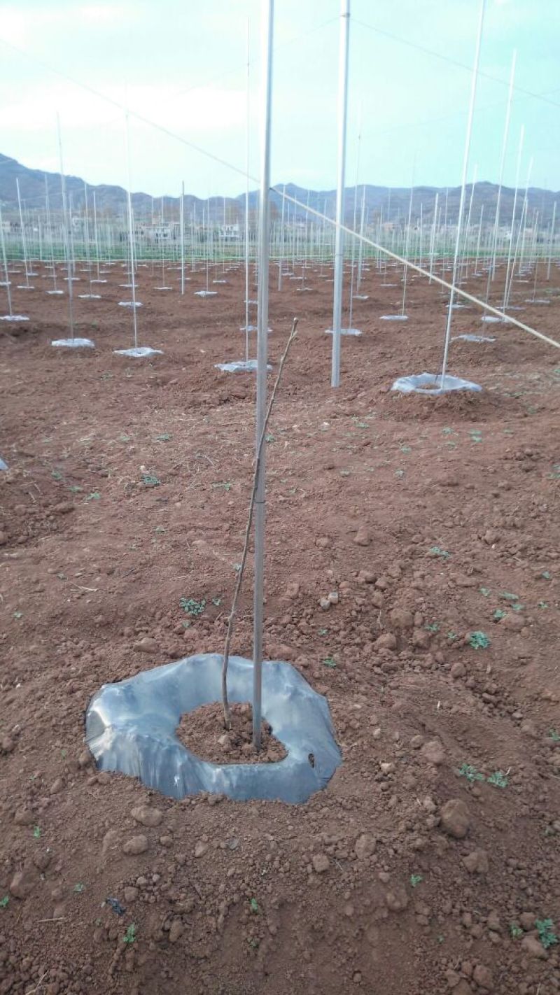 糖心苹果树苗免费提供种植技术。基地直销