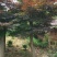 红枫，日本红枫，红枫小苗，精品红枫，浏阳嫁接红枫价格
