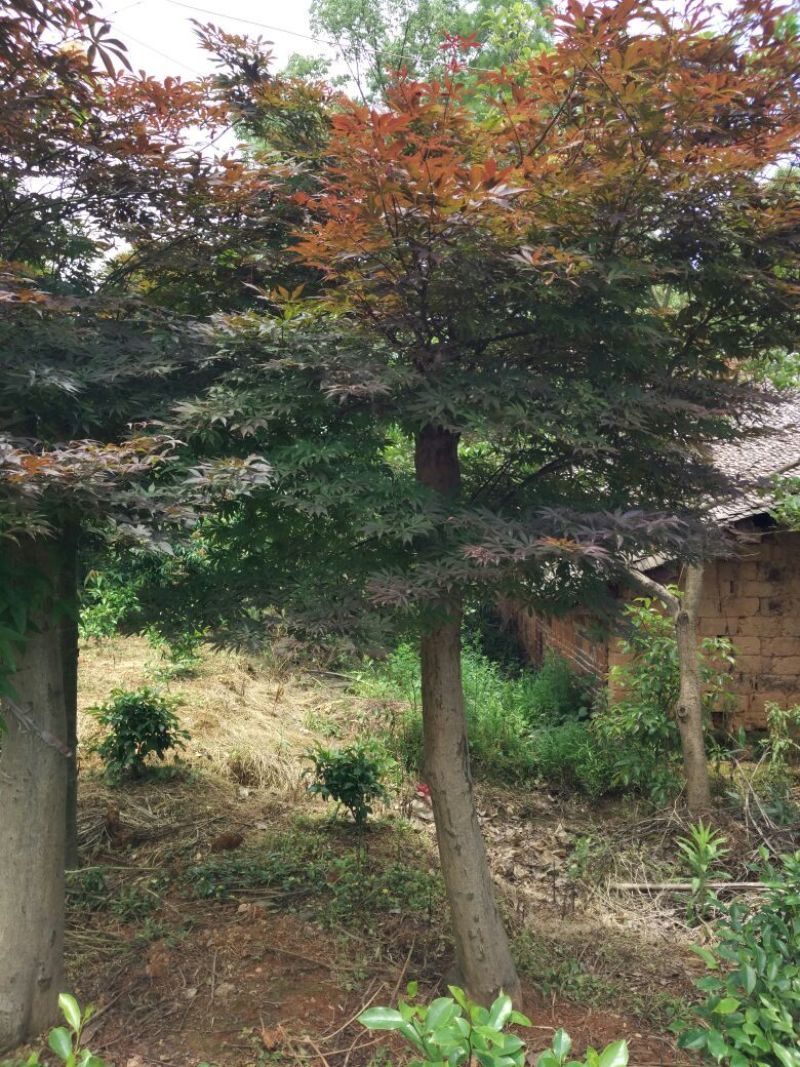 红枫，日本红枫，红枫小苗，精品红枫，浏阳嫁接红枫价格