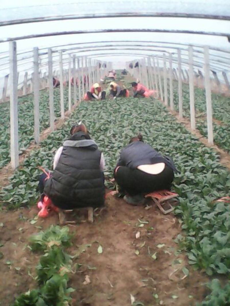 名门菠菜