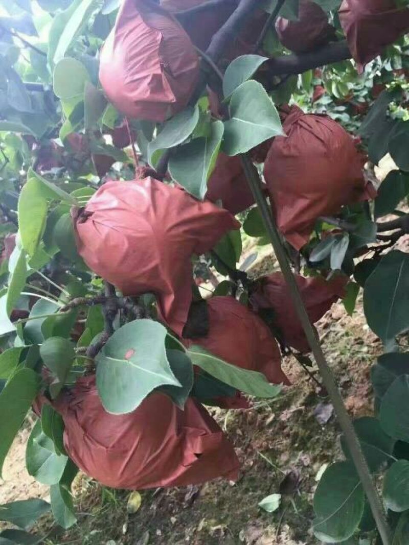 黄金梨550~600g纸箱
