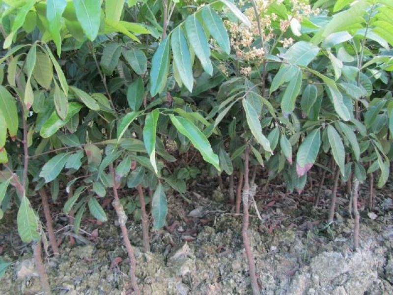 三红蜜柚苗地苗营养杯苗