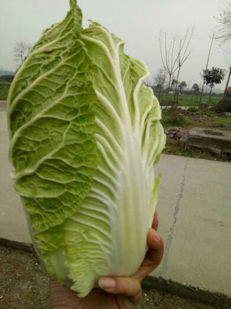 秋圣大白菜3/5斤