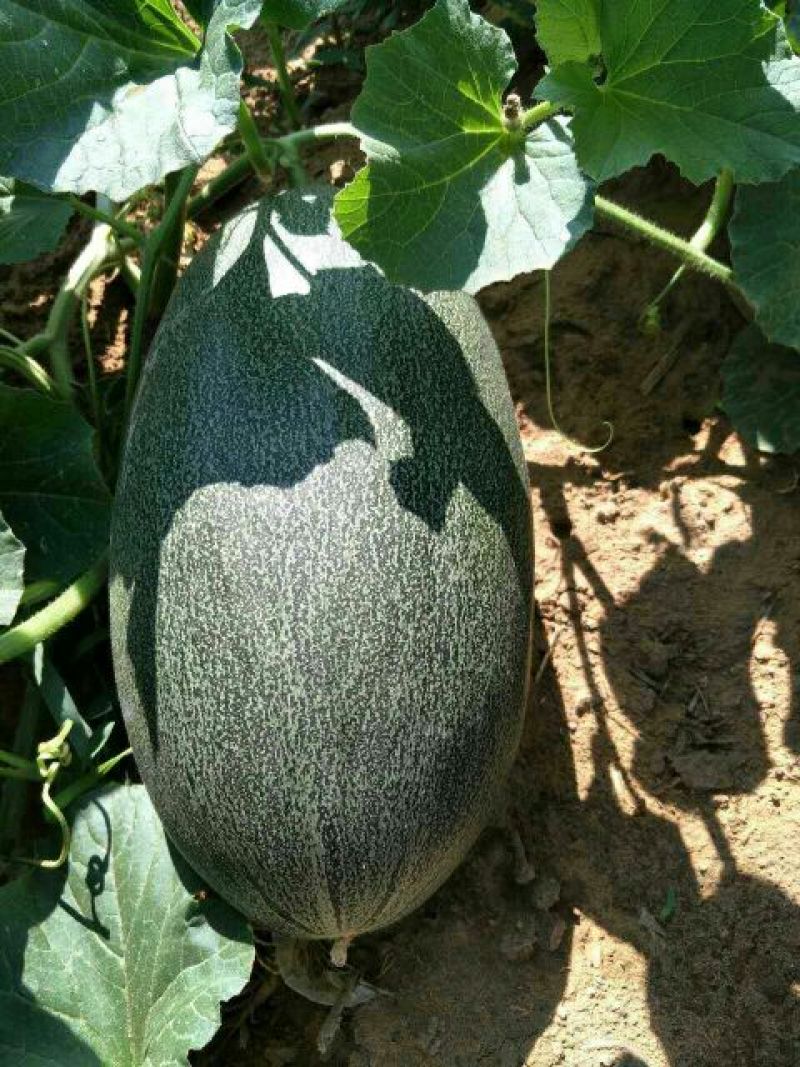 伽师瓜5斤以上椭圆形