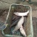 池鲤鱼食用1~2公斤