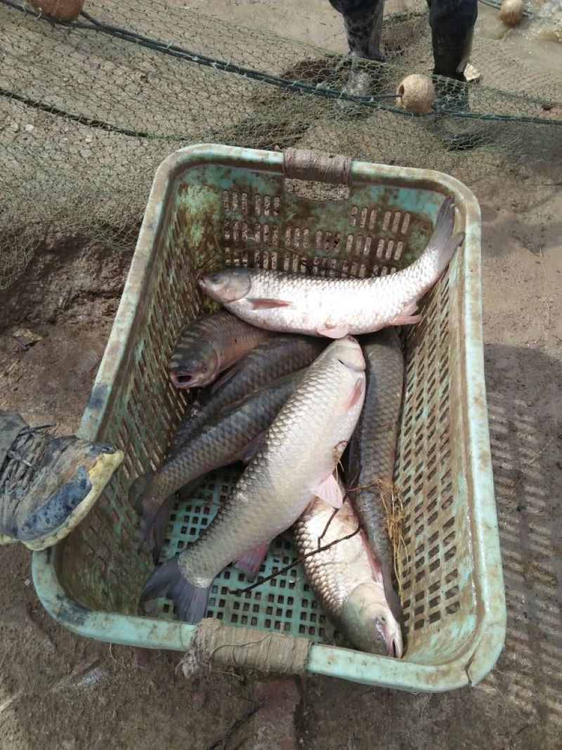 池鲤鱼食用1~2公斤