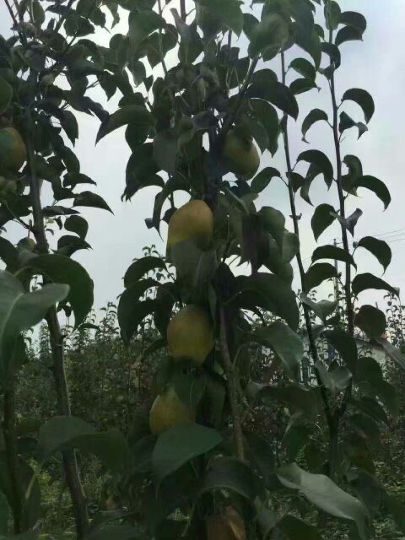 红香酥梨纸袋