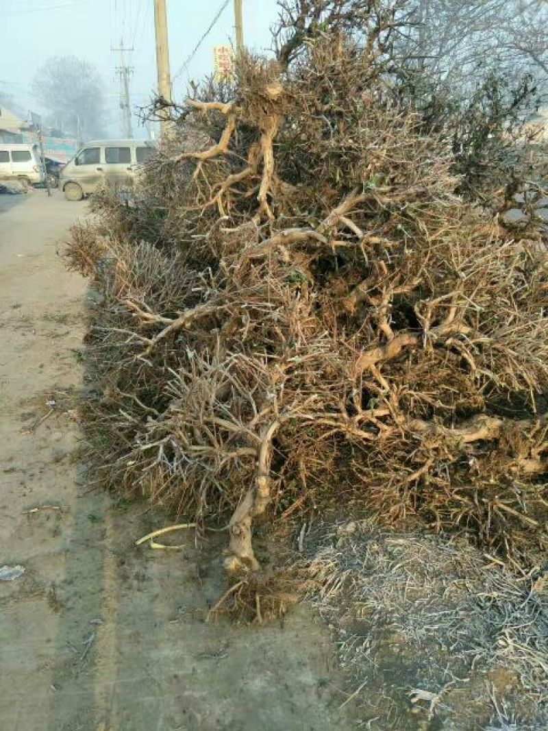 金银花1米以下