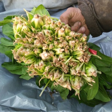 越冬菠菜30~35厘米