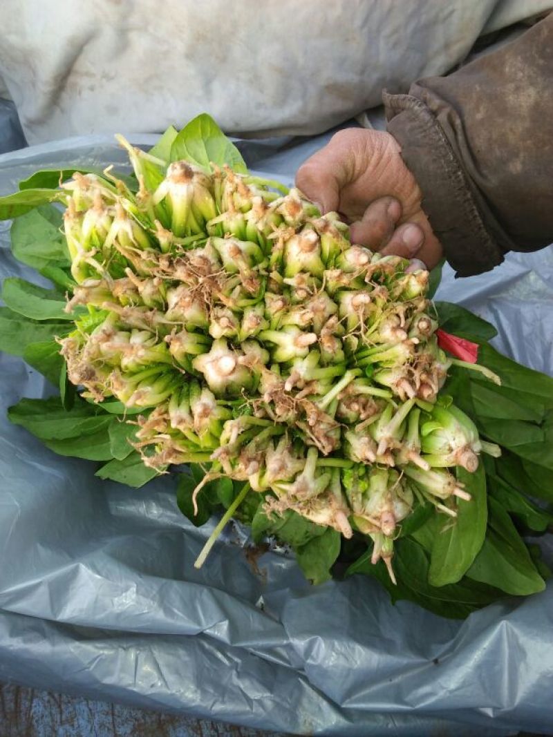 越冬菠菜30~35厘米