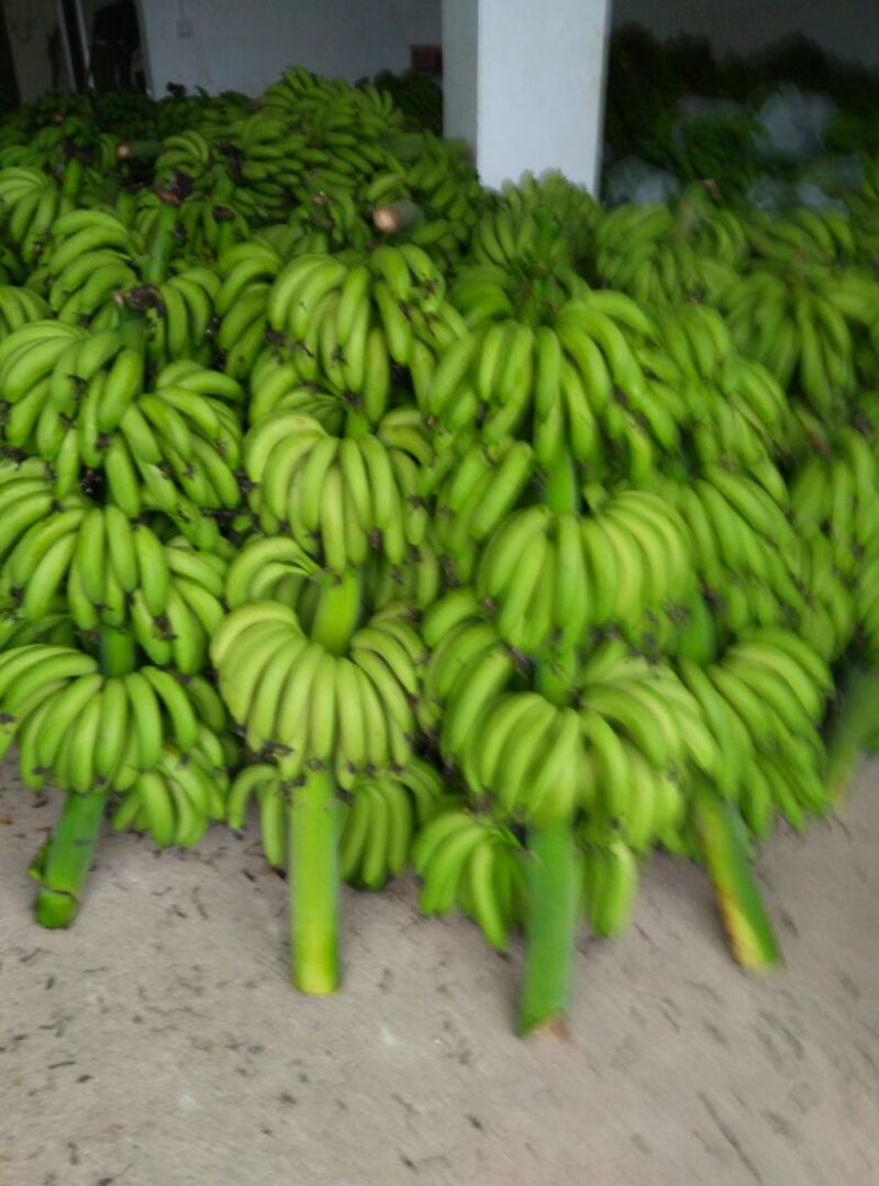 威廉斯香蕉七成熟