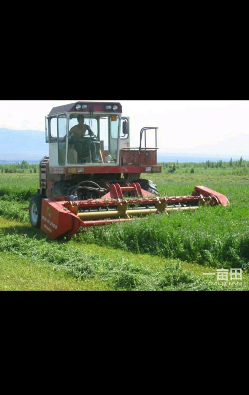 牧草