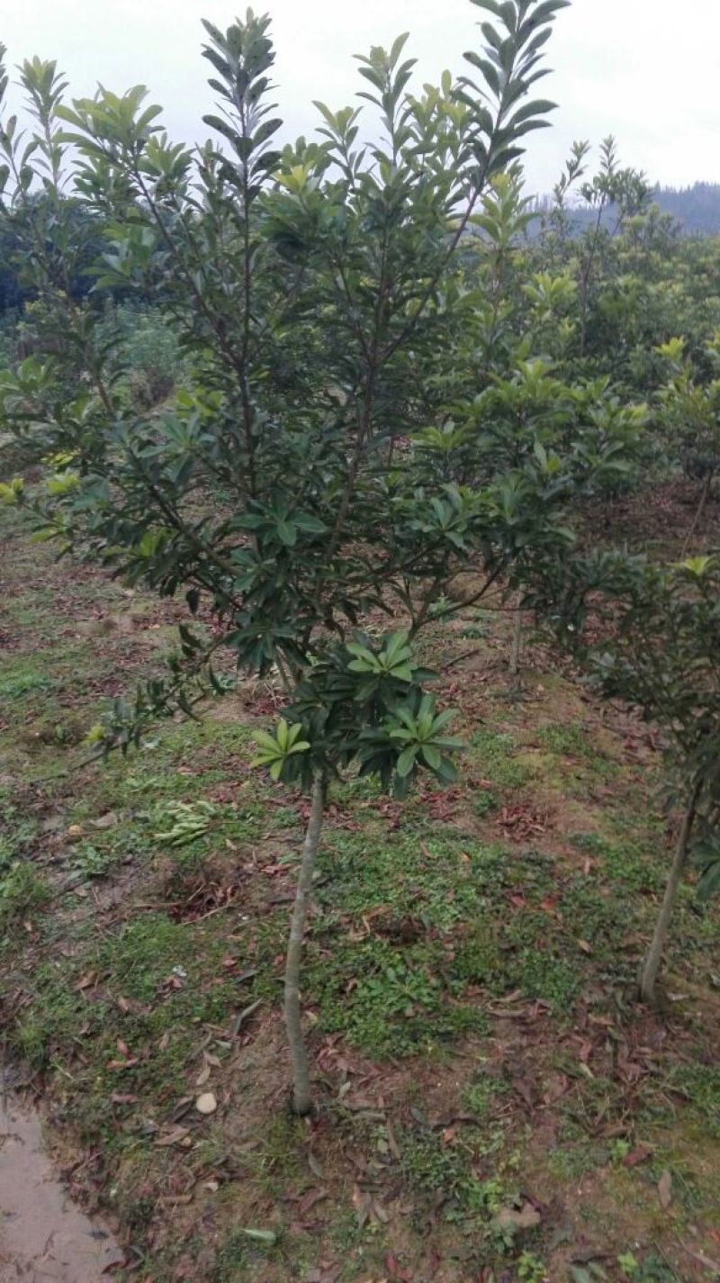 杨梅树苗0.5~150~100cm