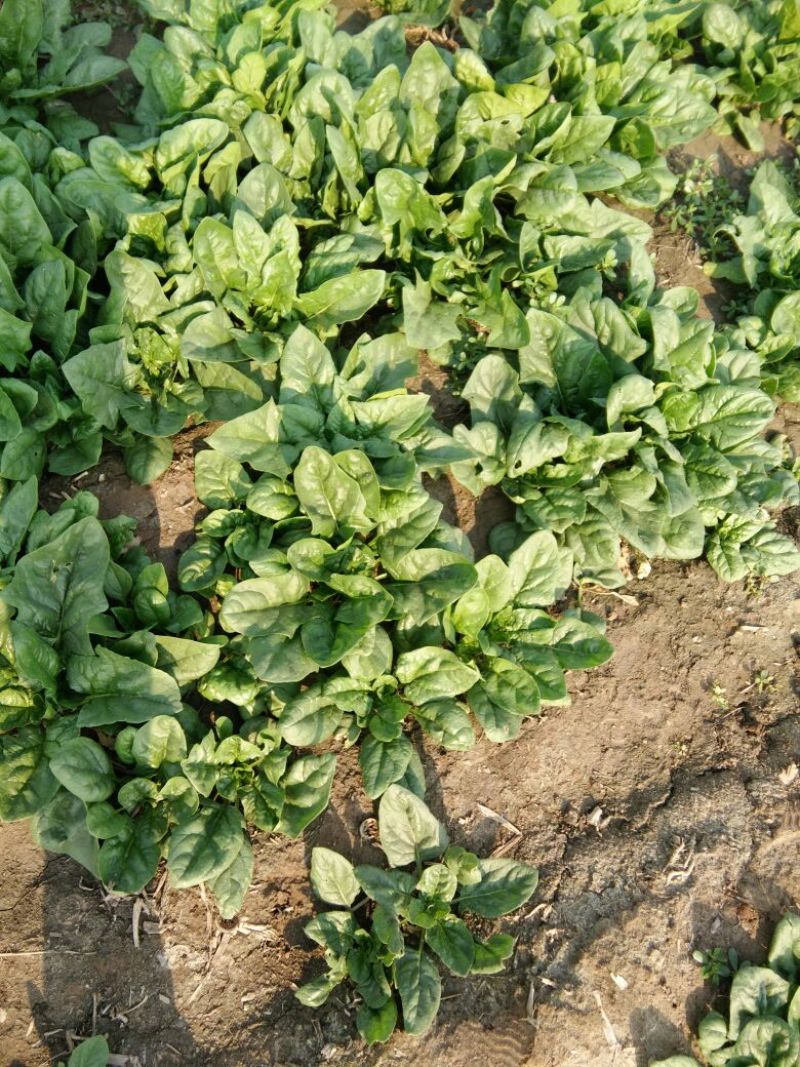 秋菠菜15~20厘米