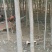 小叶榆树6~8cm8~10cm3.5~4m